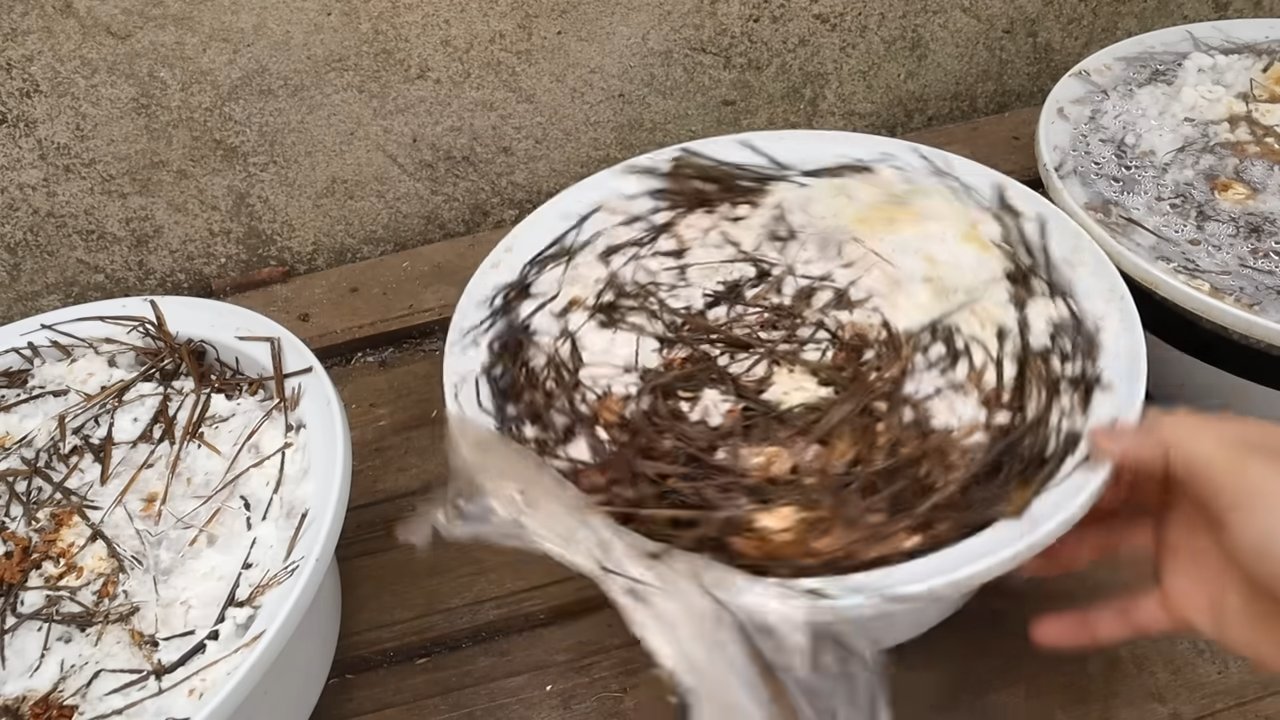 Bowl Grown Mushrooms at Home