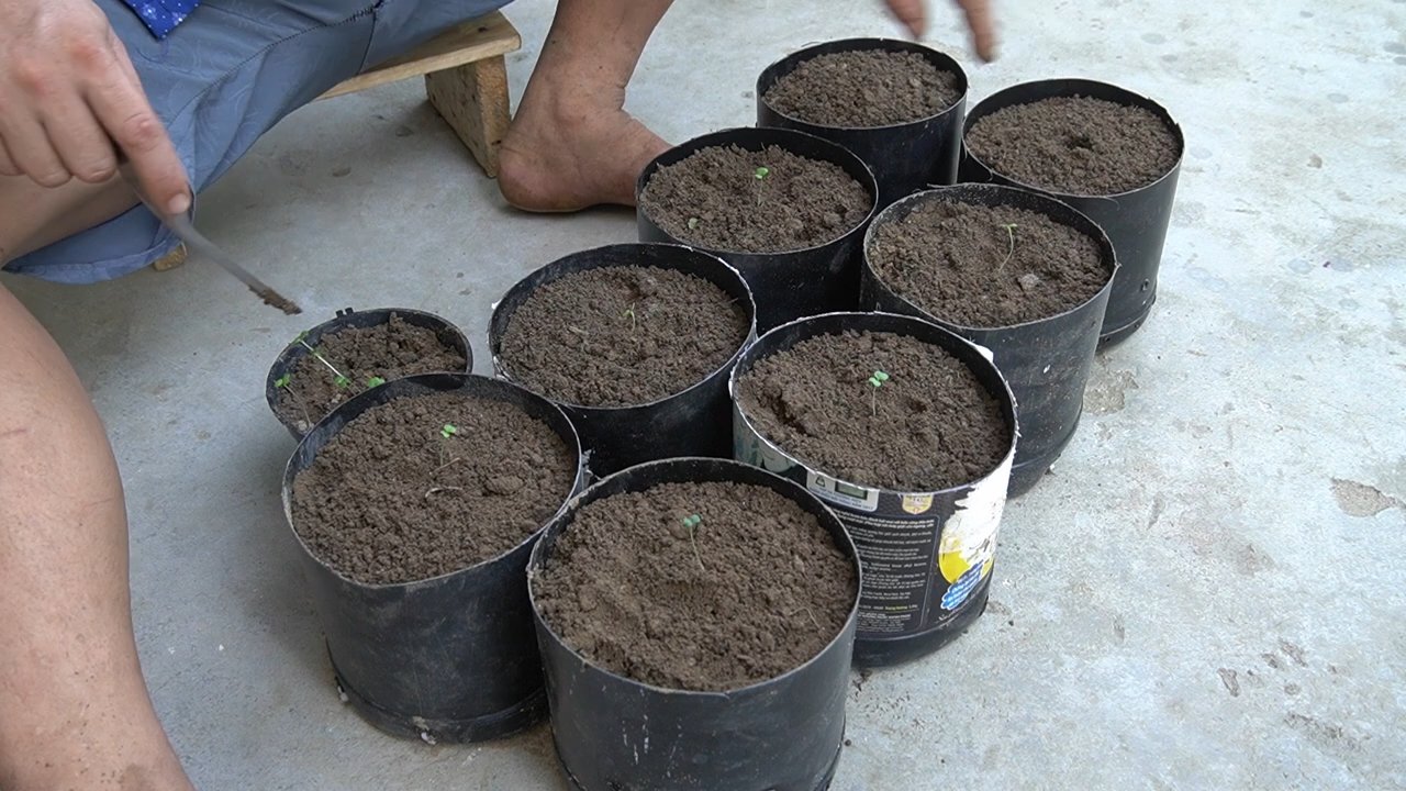 Balcony lettuce garden from plastic