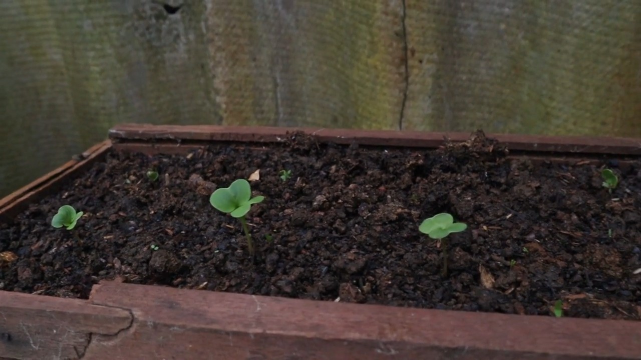 Growing Red Radishes at Home