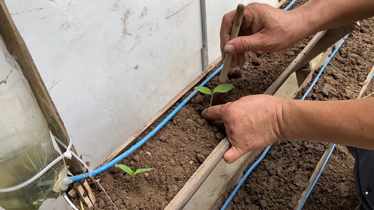 Spinach garden DIY
