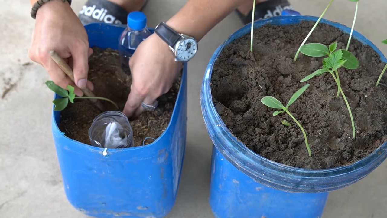 Growing cucumbers in pots