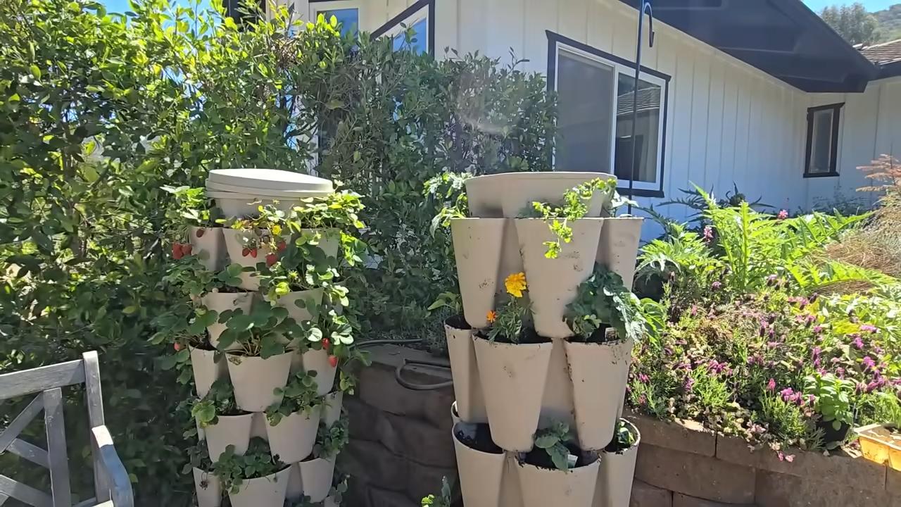 Boost Strawberry Yield Raised Beds