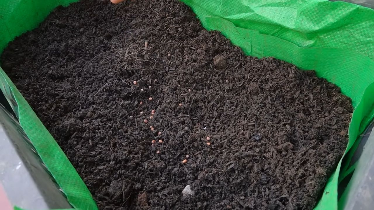 Radish gardening for families