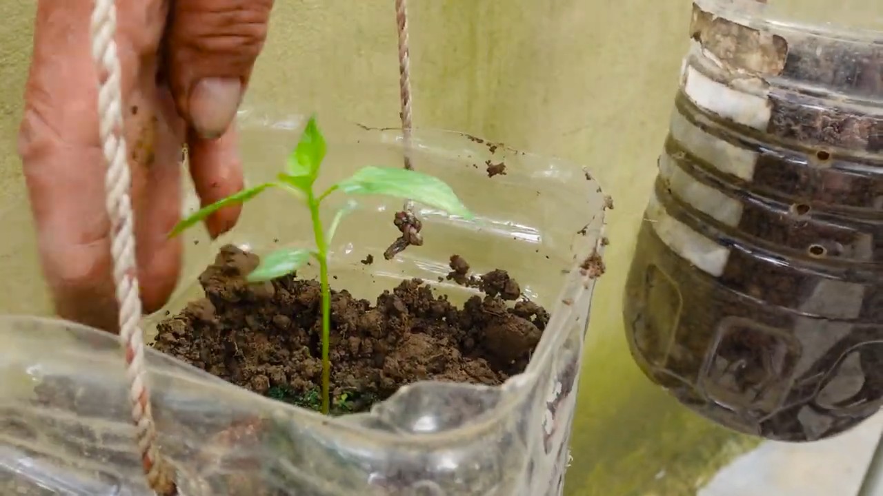 Unique Chili Variety