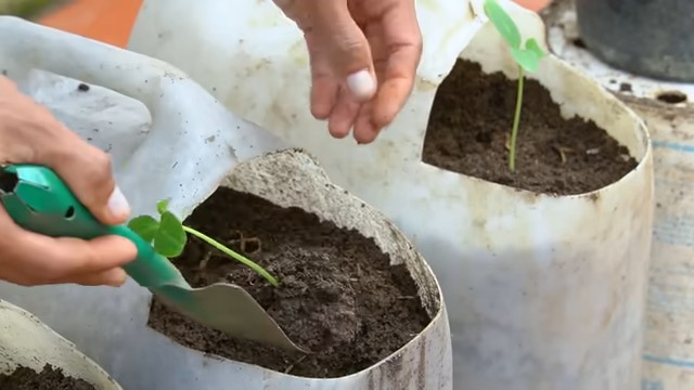 Container tomato growing shortcuts