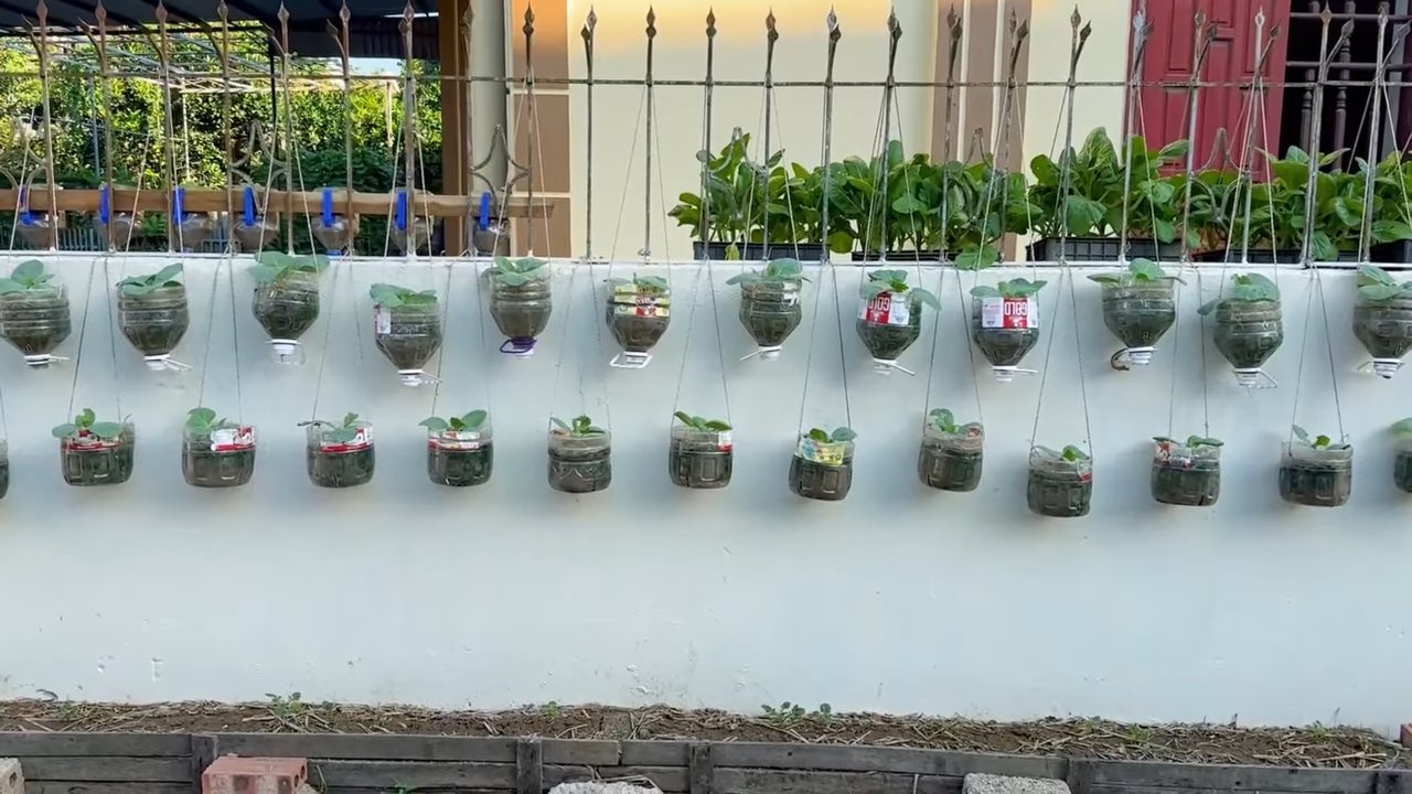 Vertical Cabbage Bottle Garden