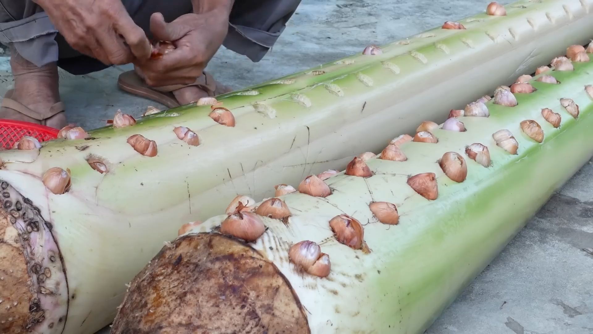 Growing Onions Banana Tree