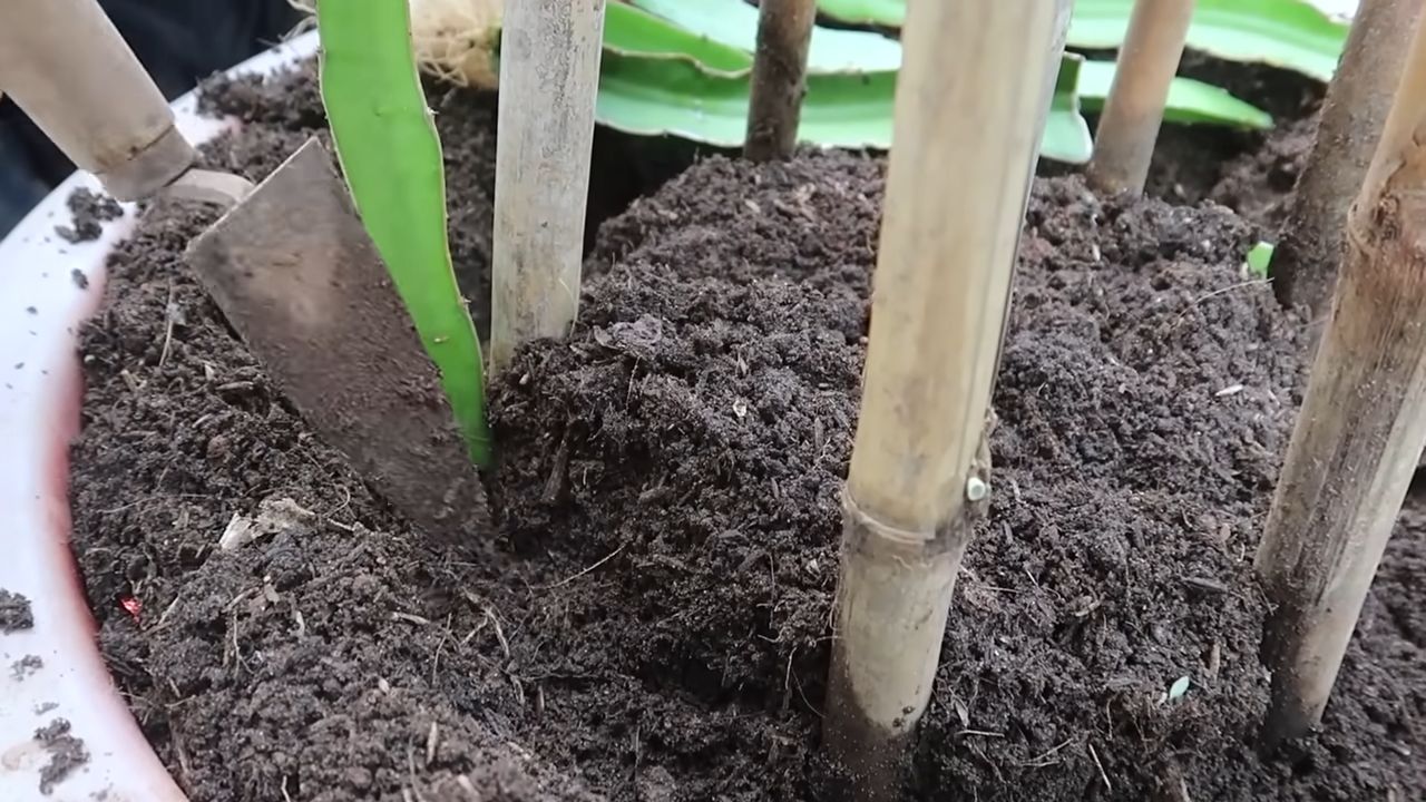 Dragon Fruit Growing at Home