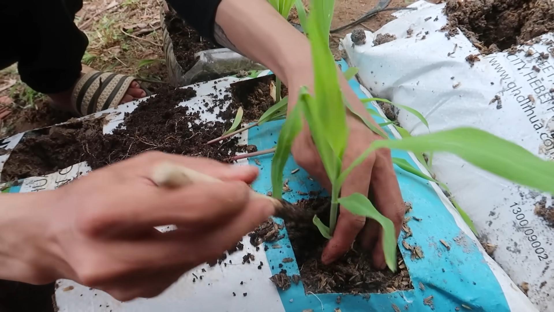 Growing corn in bags