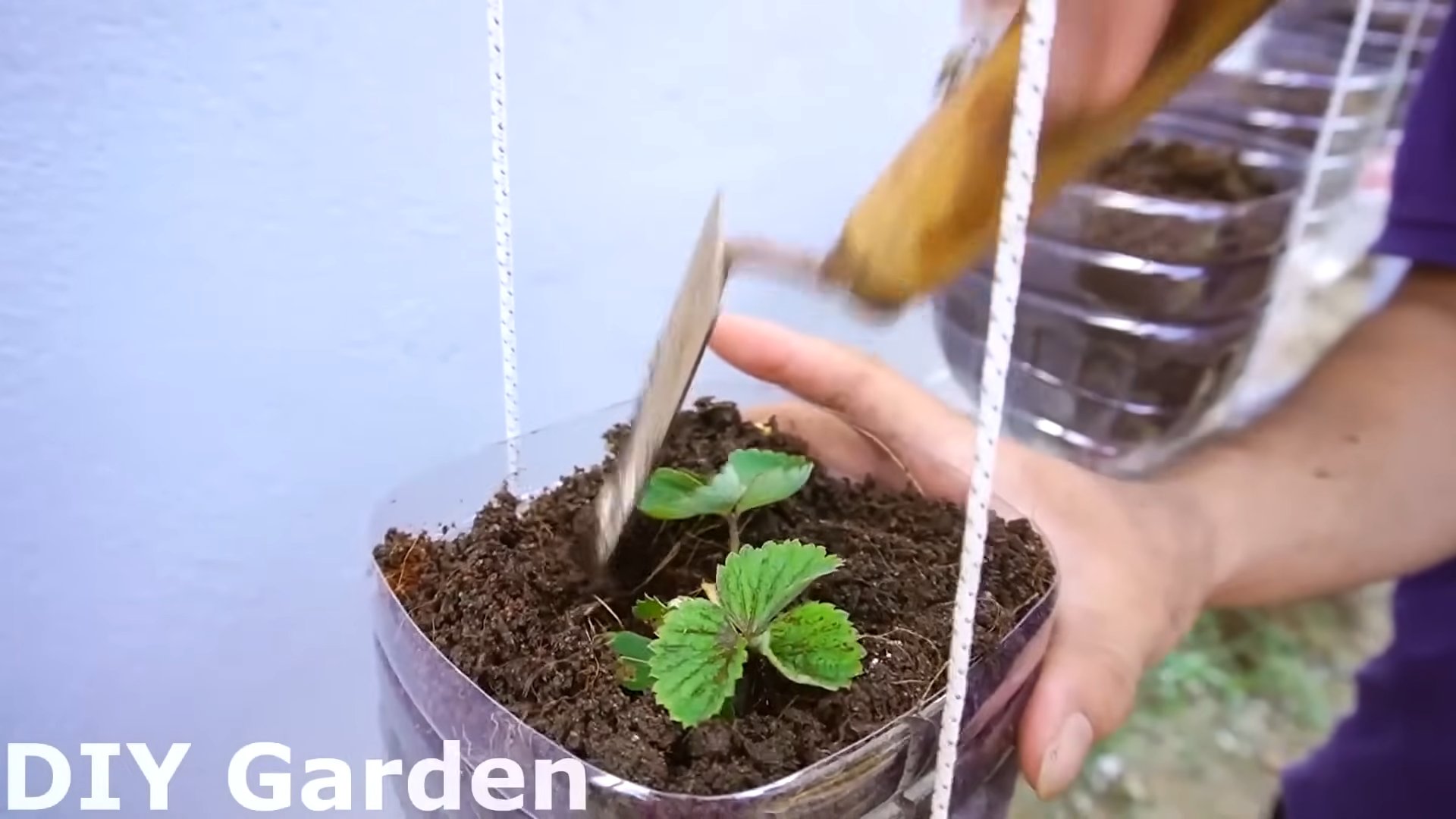 DIY Strawberry Growing