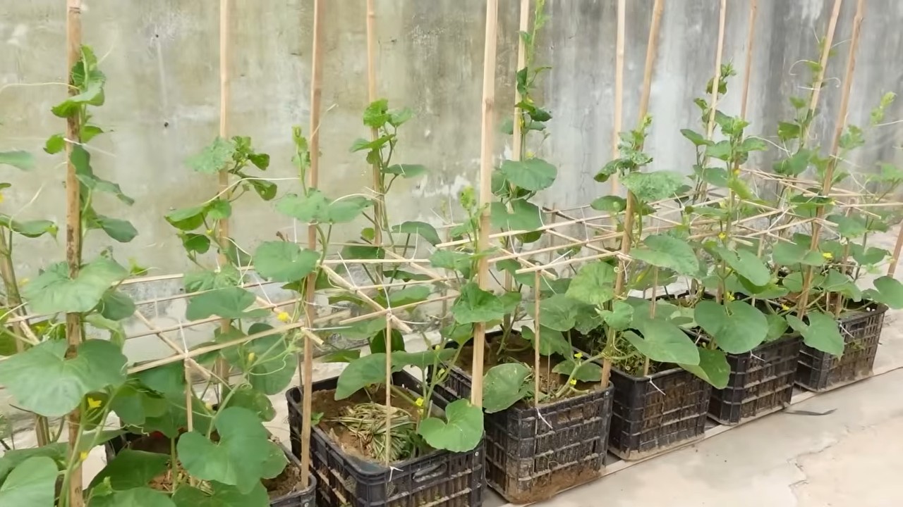 Lazy melon gardening