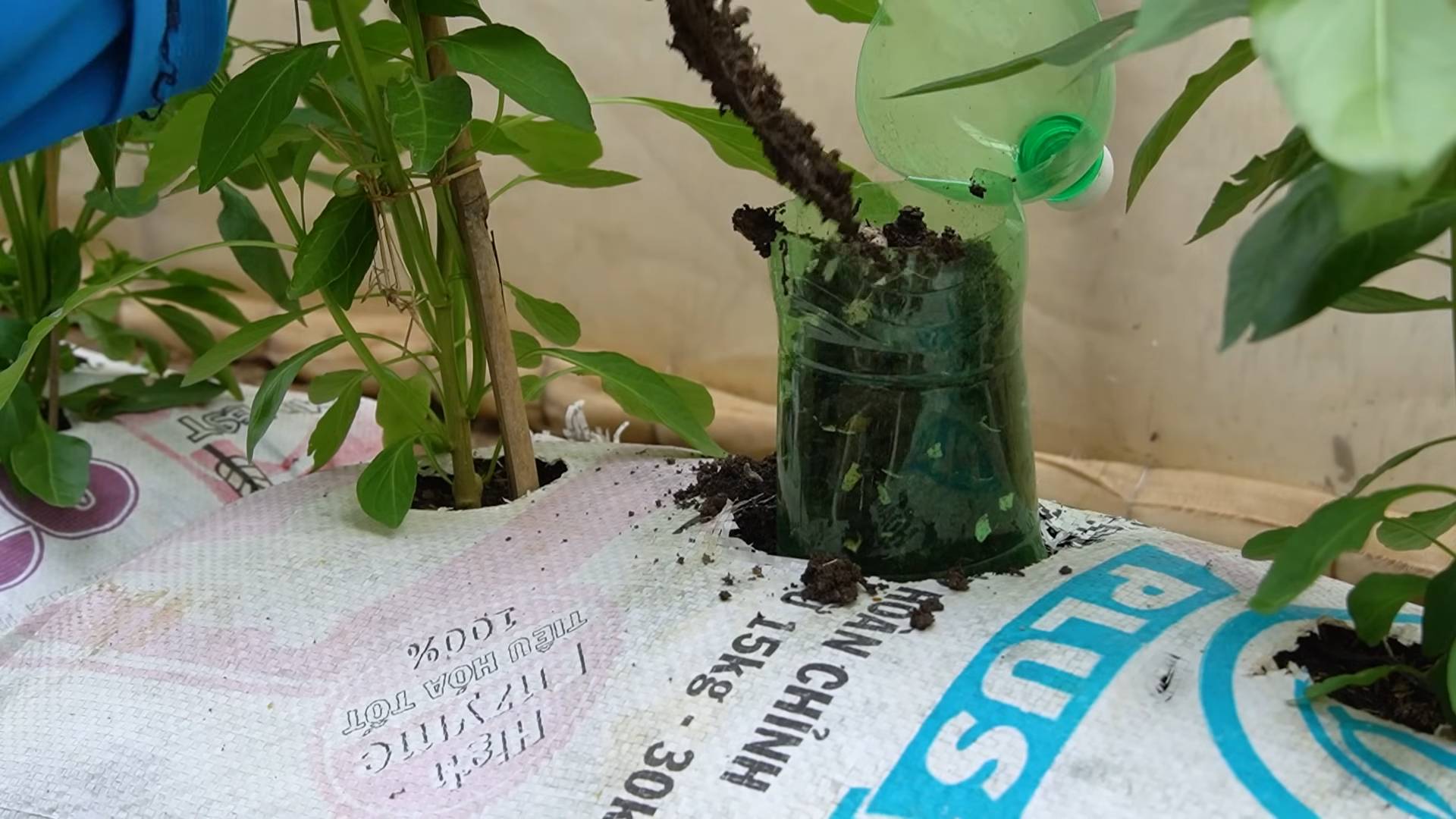 Soil bag chili growing