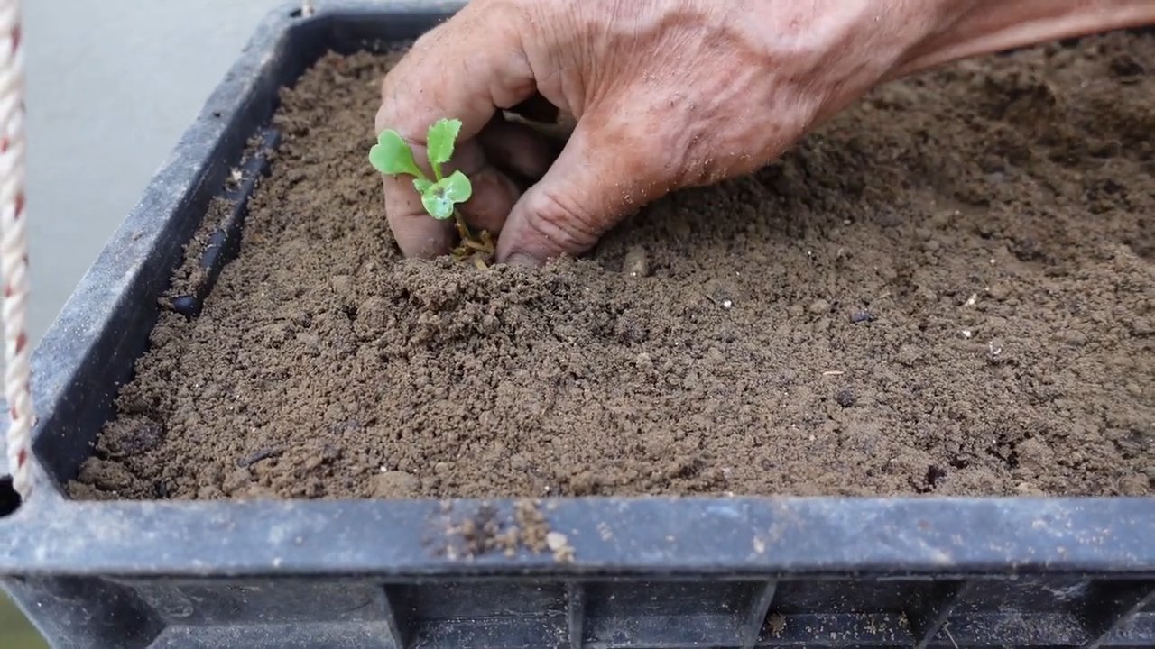 Low Maintenance High Yield Crops