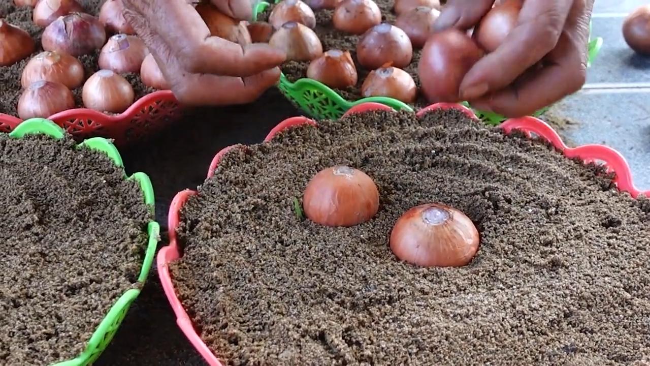 Grow bigger onions