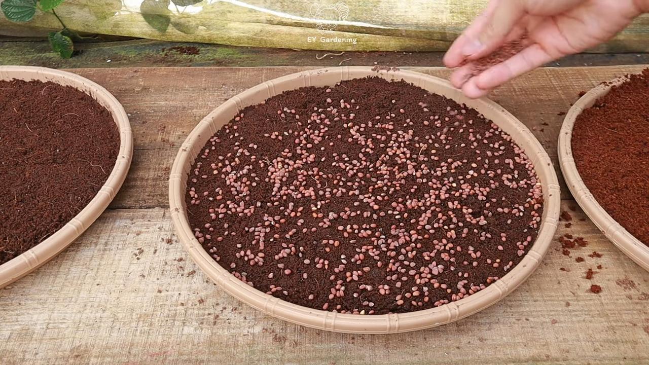 Growing Sprouts at Home
