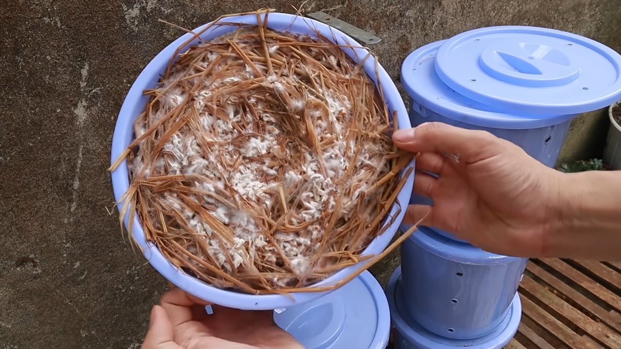 Bucket mushroom growing