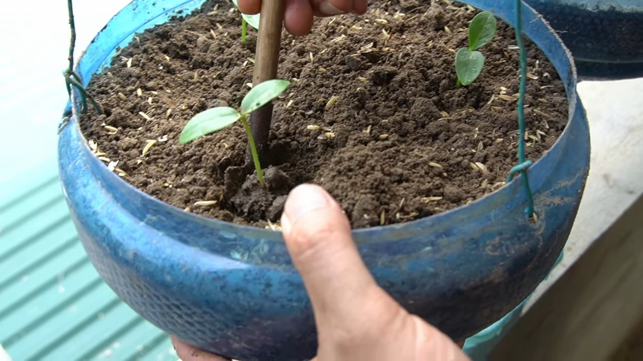 Harvesting Malabar Spinach