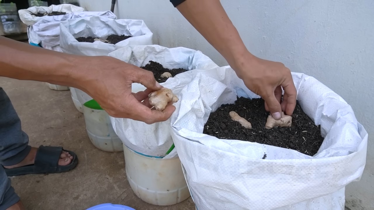 Growing ginger in pots