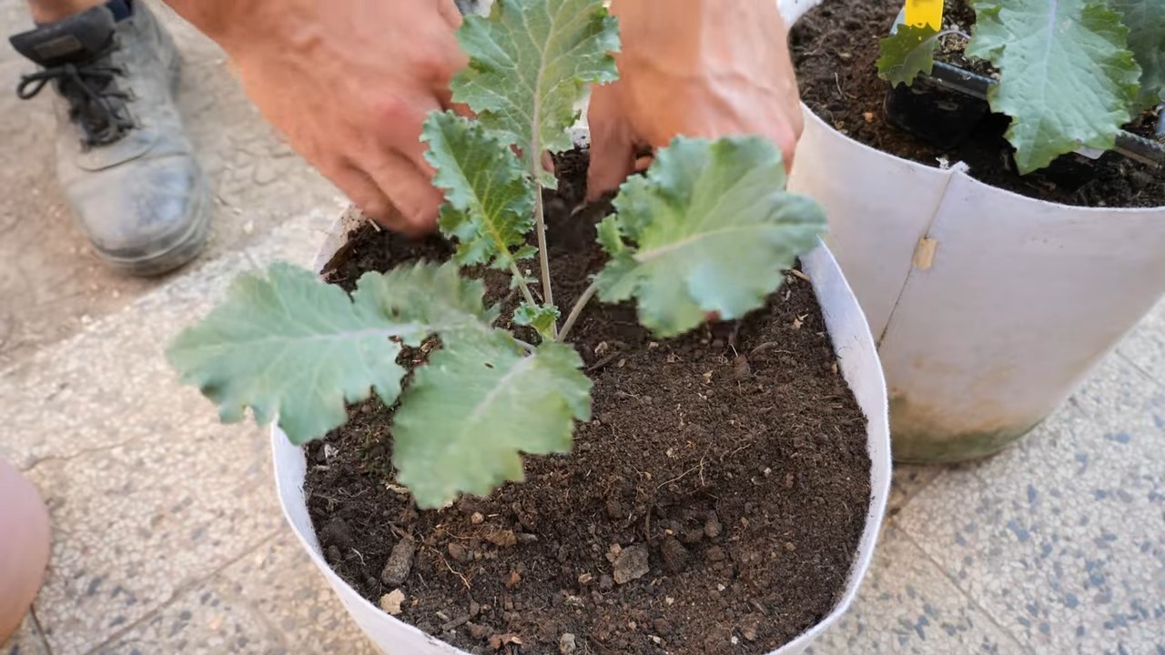 Kale harvest routine