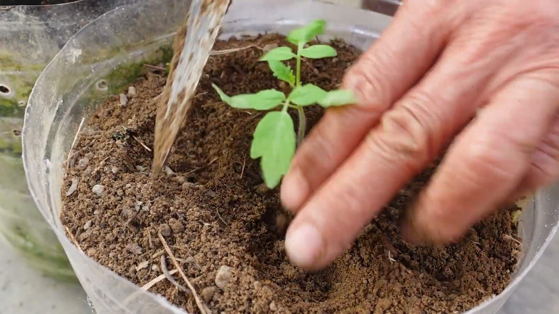DIY tomato bottle garden