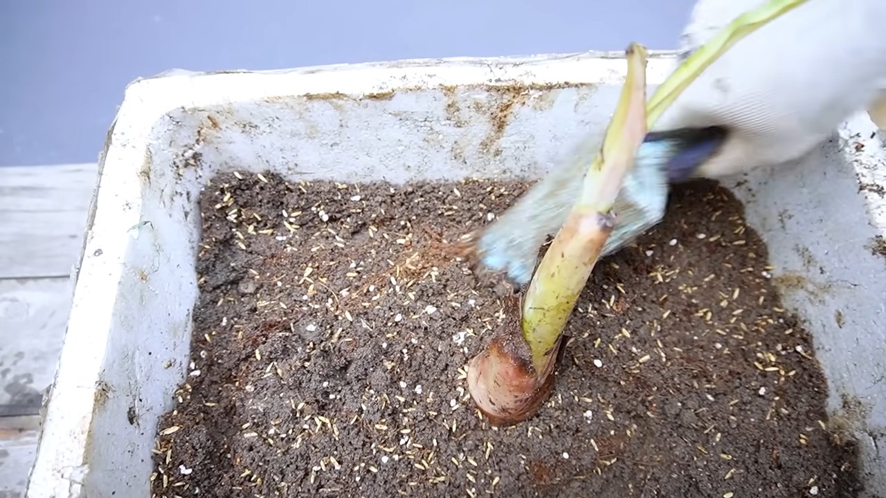 Planting bananas for consistent growth