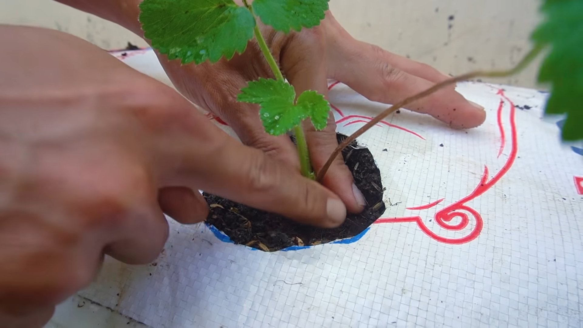 Growing Strawberries in Bags