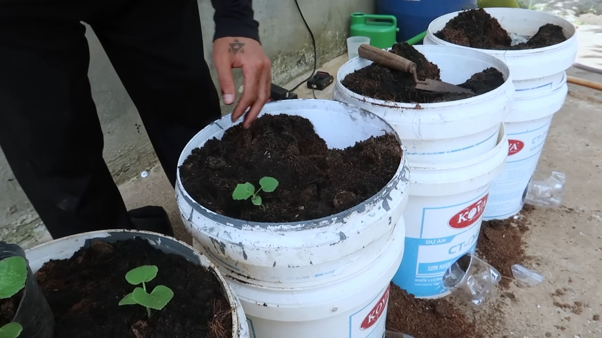 Barrel Grown Cantaloupes
