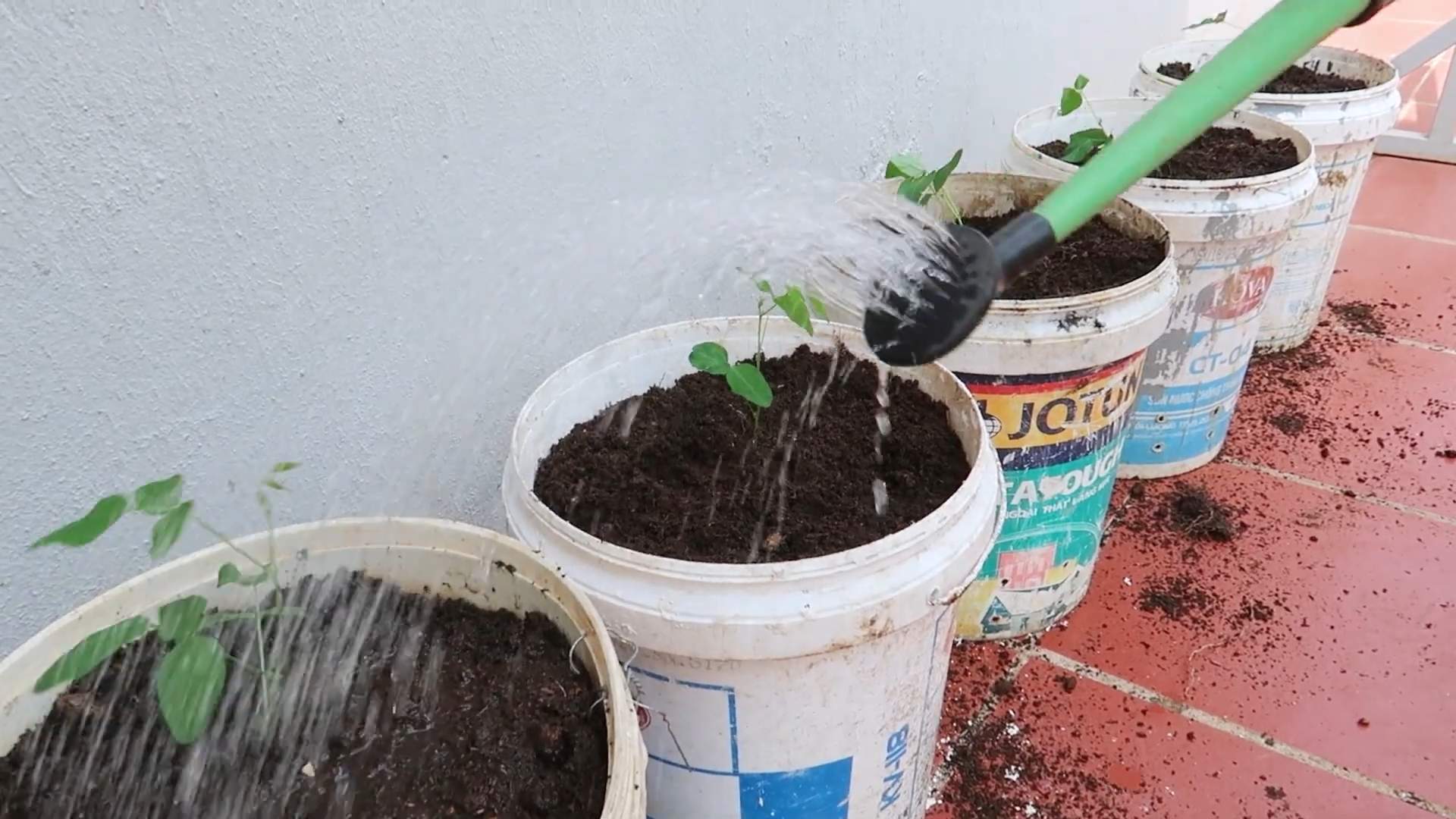 Winged Bean Growing Tips