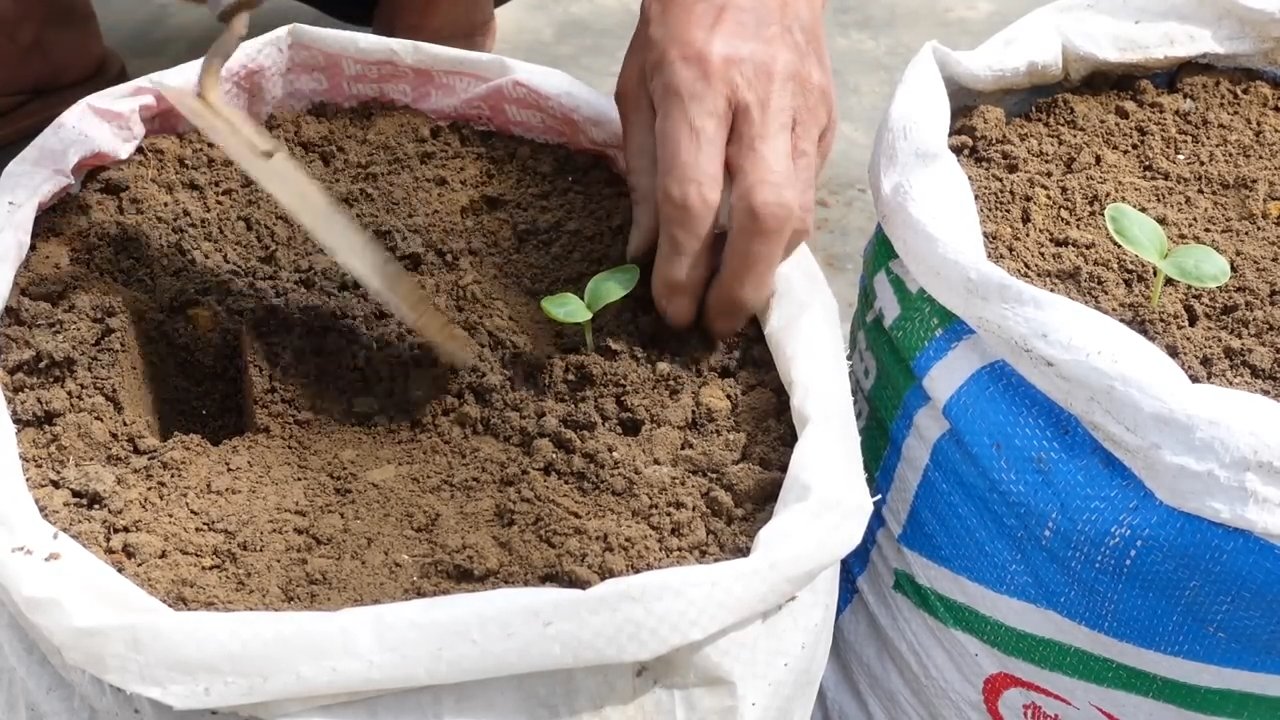 Squash vine garden takeover