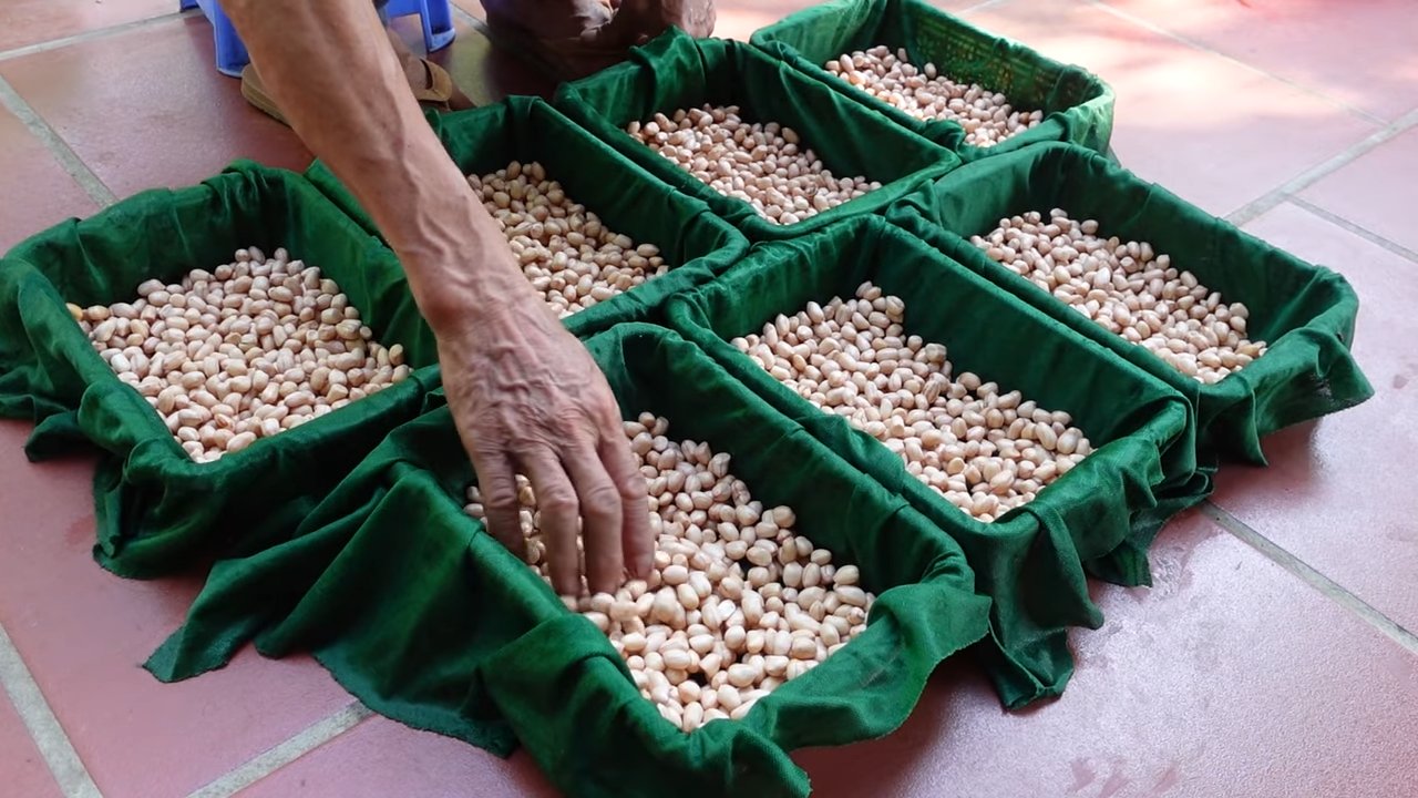 Sprouting Beans with Peanuts