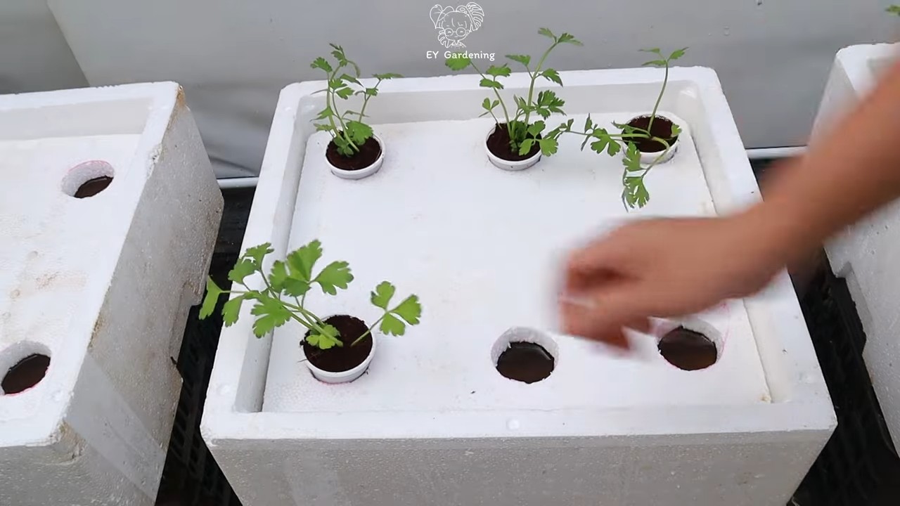 Hydroponic Celery Growing at Home