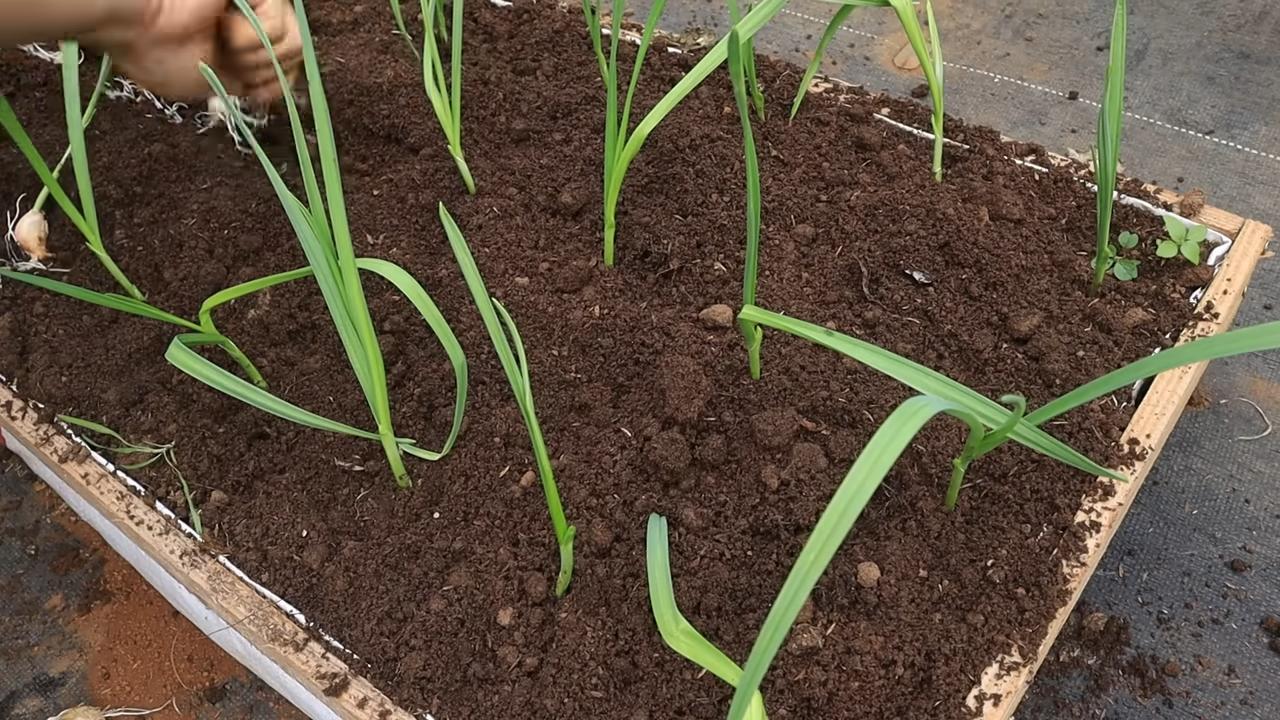 Fast Garlic Breeding Technique