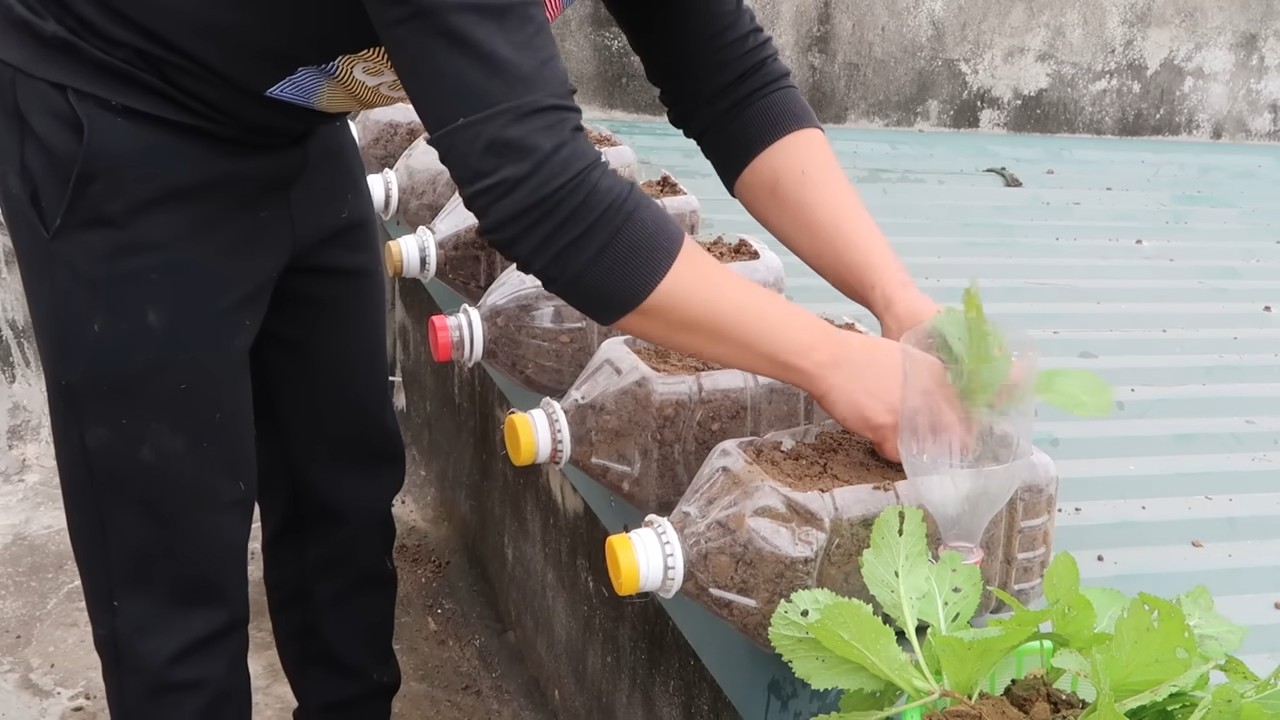 Growing healthy vegetables at home