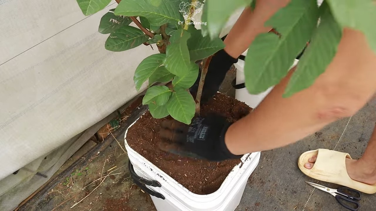 Guava tree terrace gardening