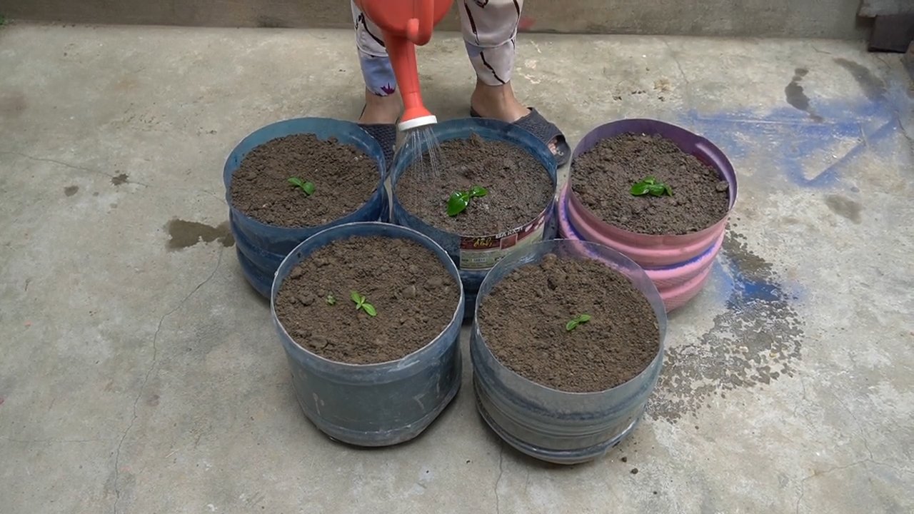 Cabbage growing plastic bottles