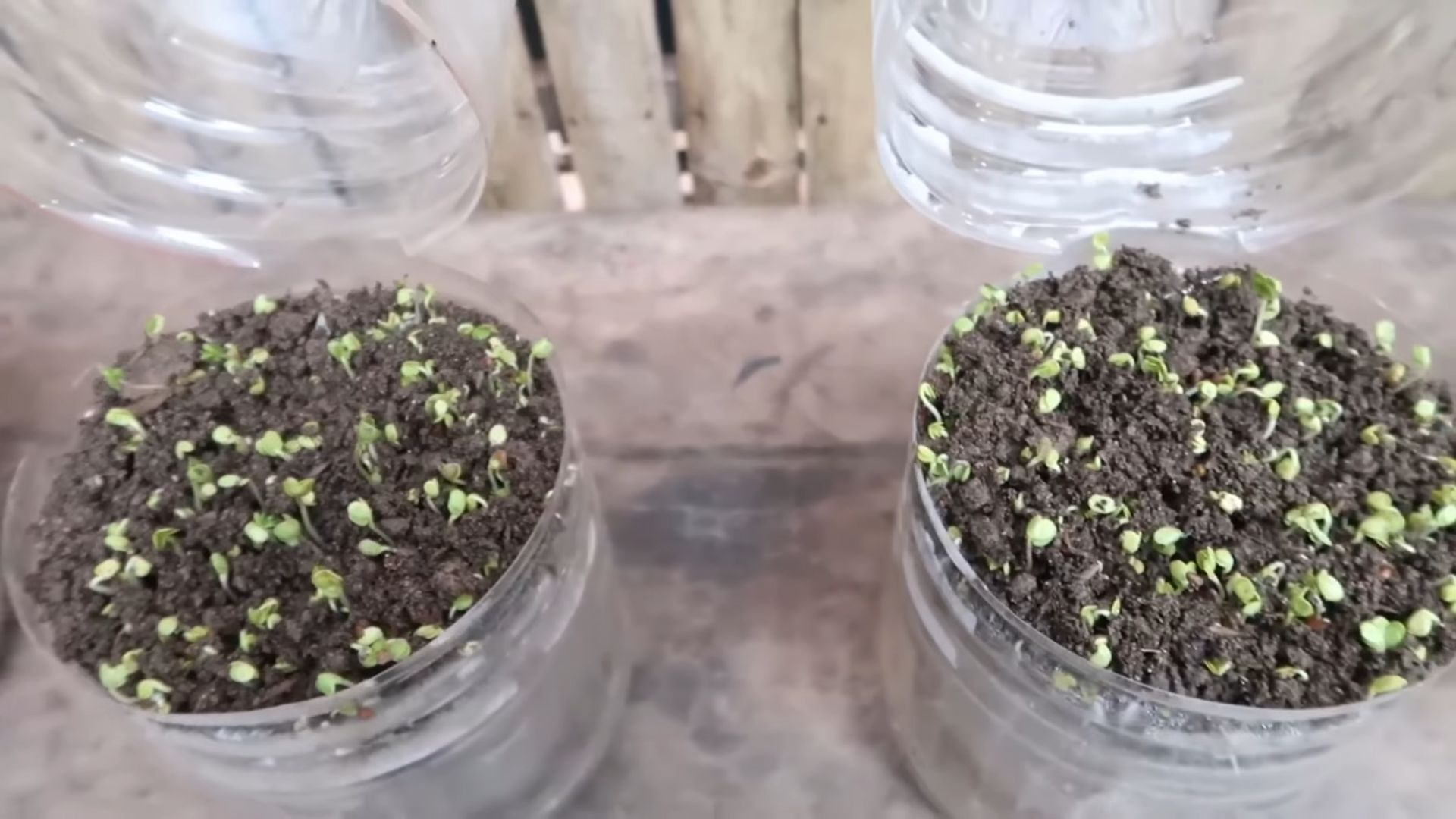 Soil-Free Microgreens Setup
