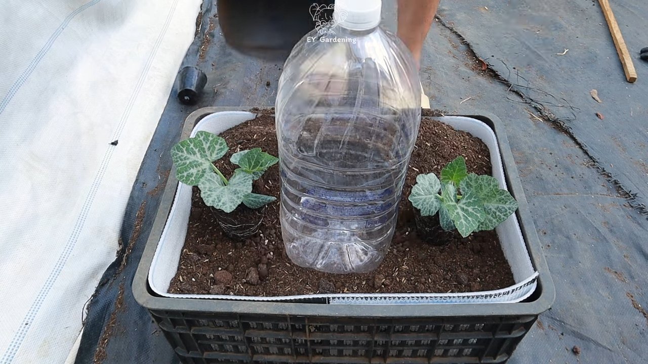 DIY Drip Irrigation for Pumpkins