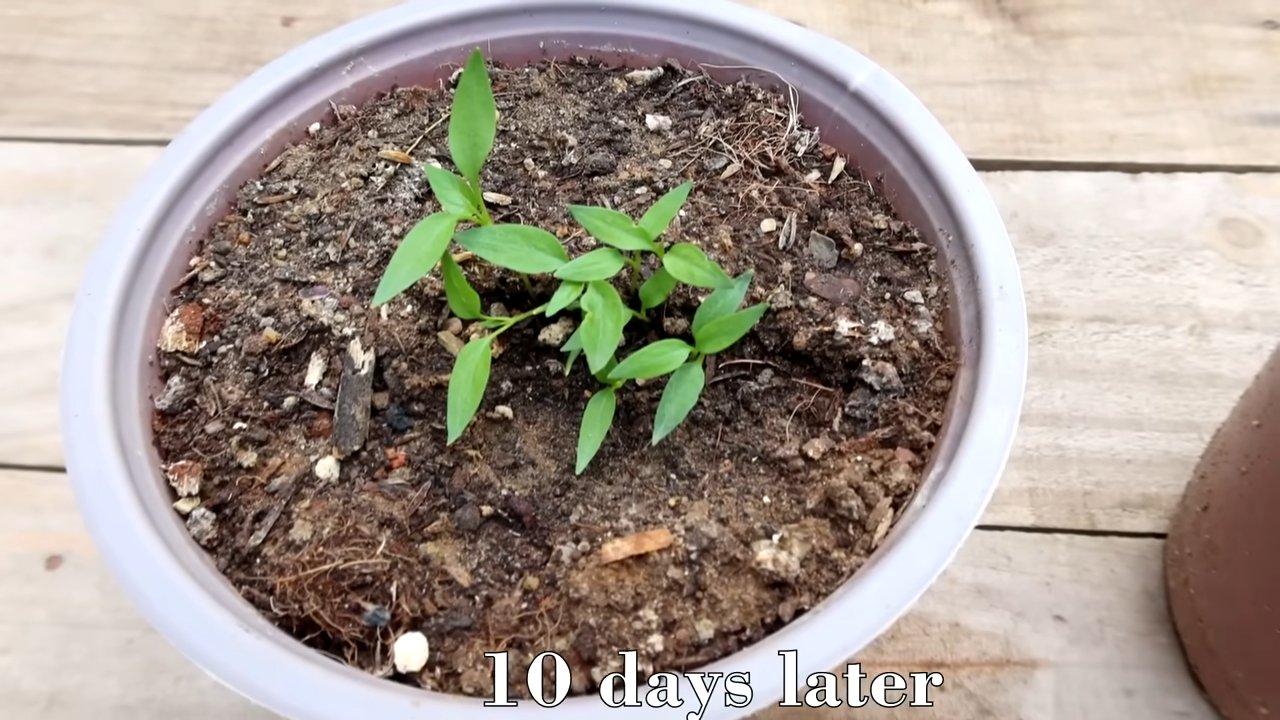 Easy Chili Growing Plan