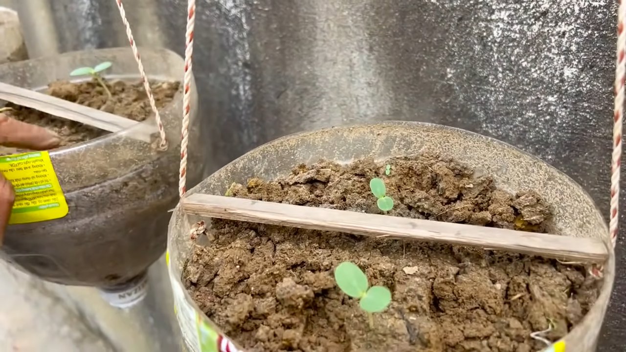 Boost Melon Yields Easily