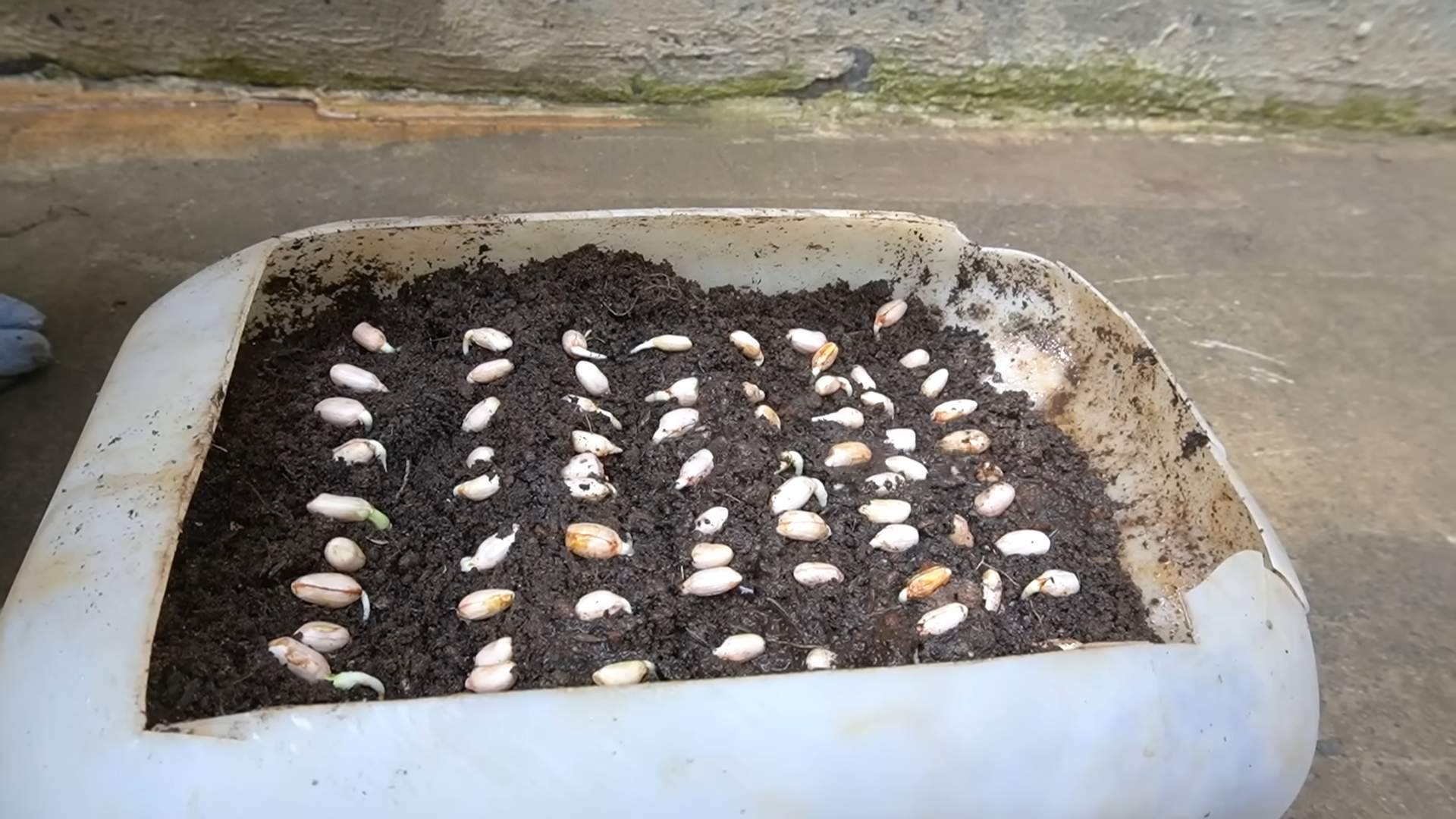 Grow Giant Peanuts