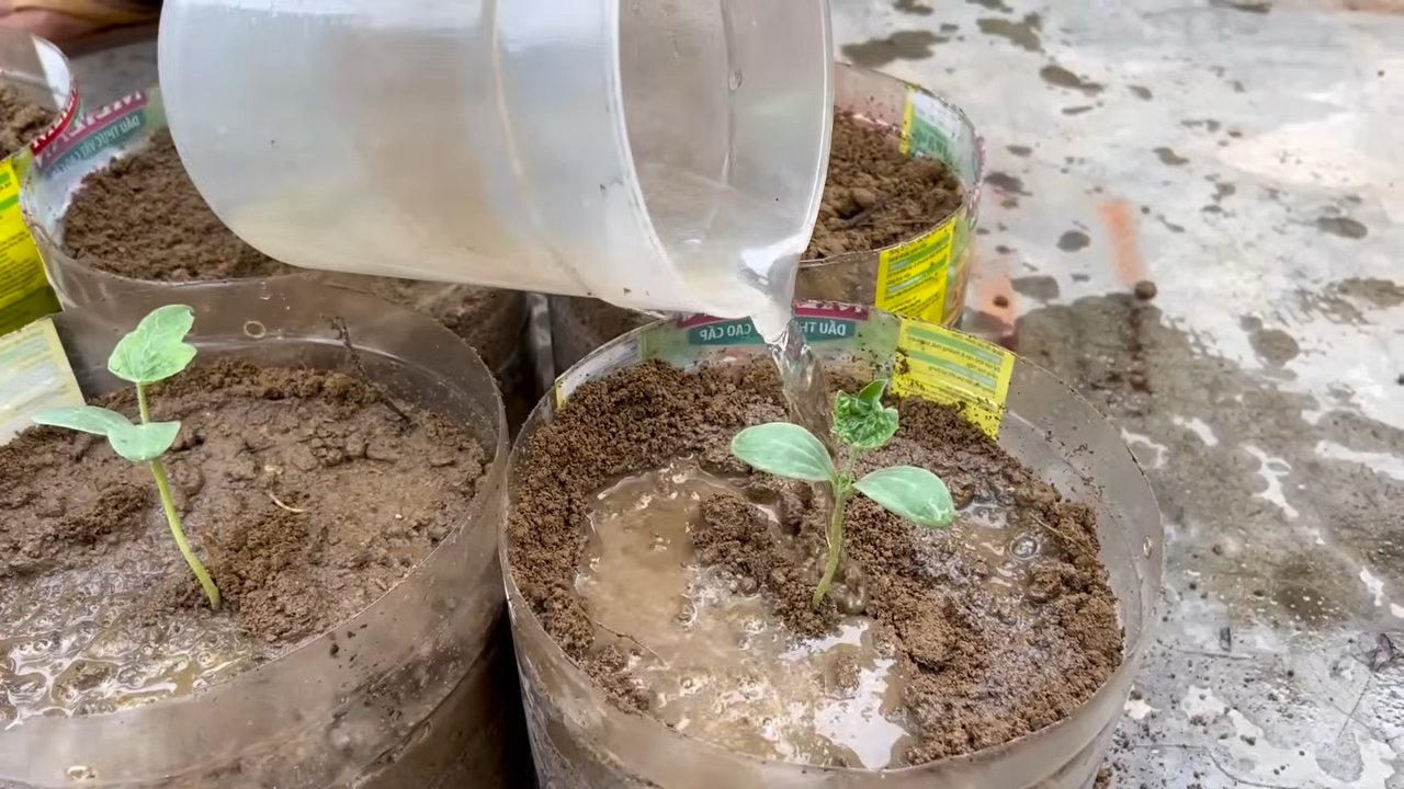 Boost Watermelon Harvest