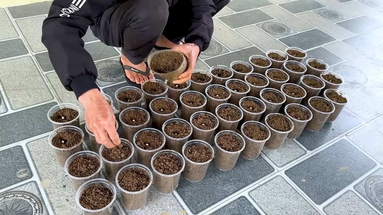 Grow peanuts indoors