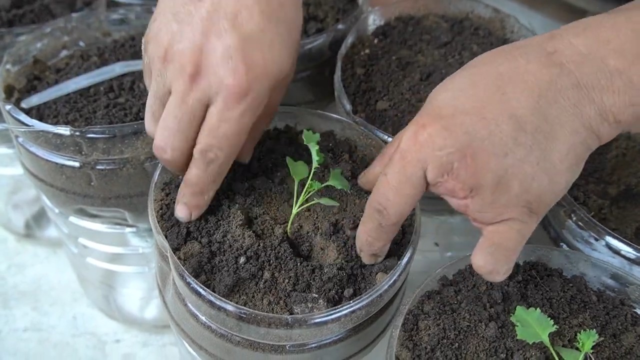 Plastic bottle kale planting