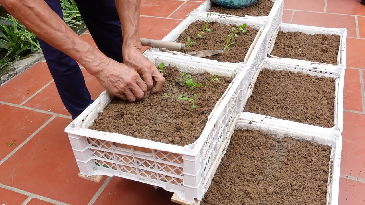 Grow vegetables indoors kids
