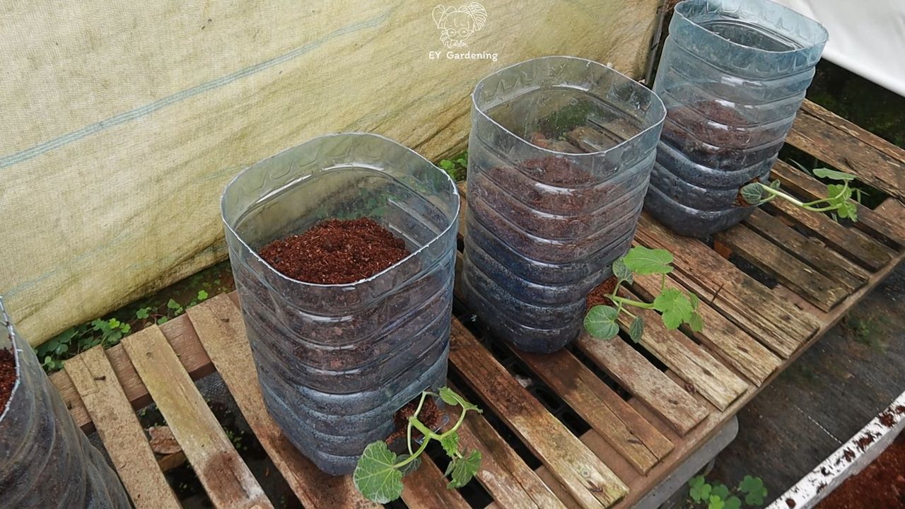 Grow Okra on Rooftop