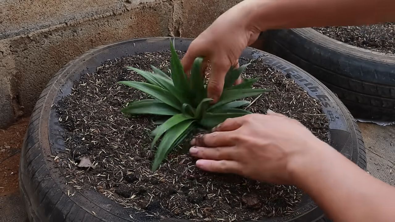 Terrace Pineapple Growing Easy Method