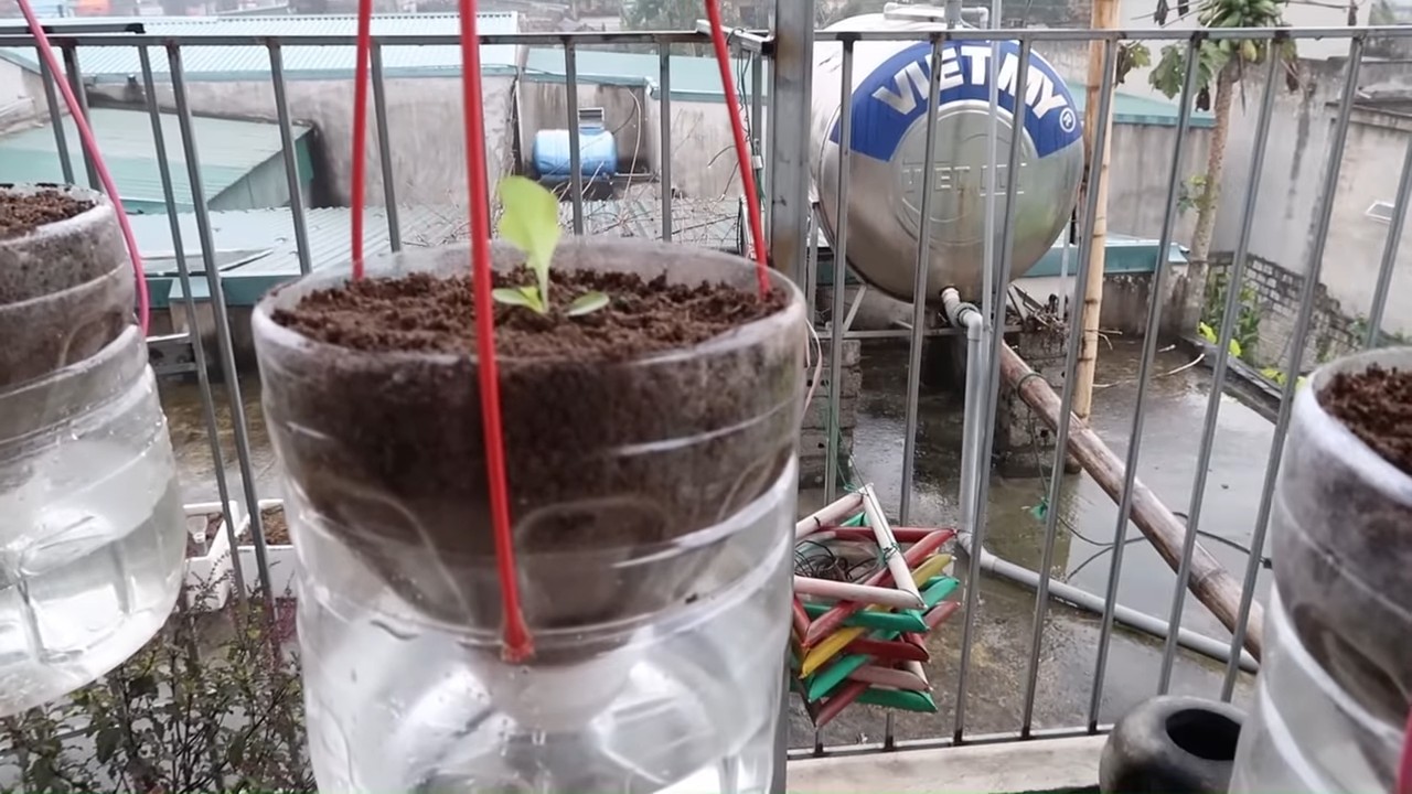 Self Watering Hanging Lettuce