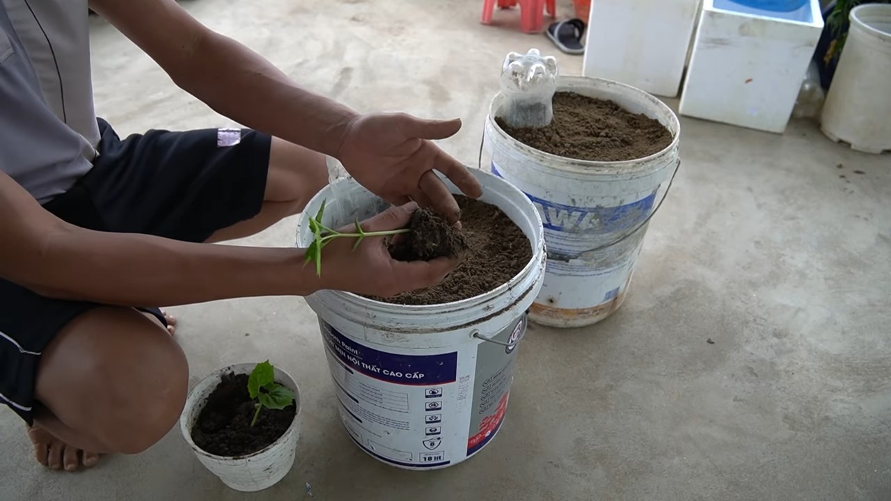 Bitter Melon Growing Tips