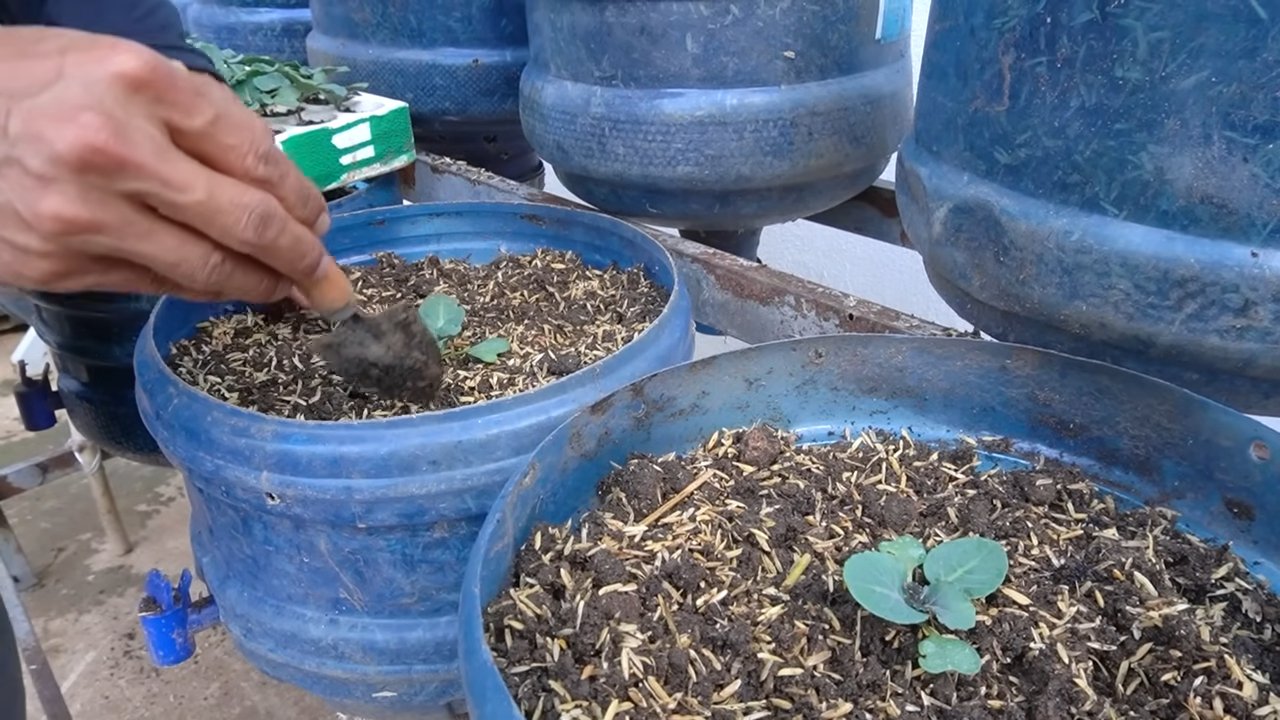 Grow Kailan Successfully