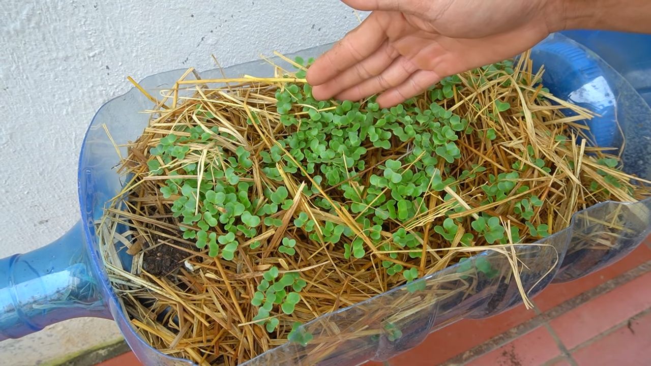 Growing Collard Greens Hack